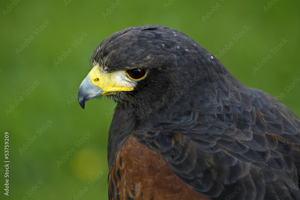 Wüstenbussard Wüstenbussard