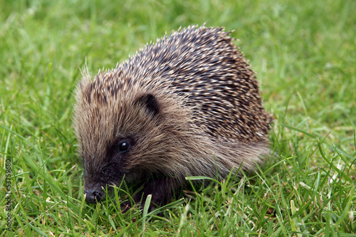 Young Hedgehog out in the daytime on a grassy lawn