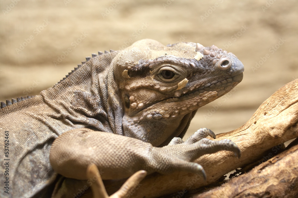 Obraz premium Iguana