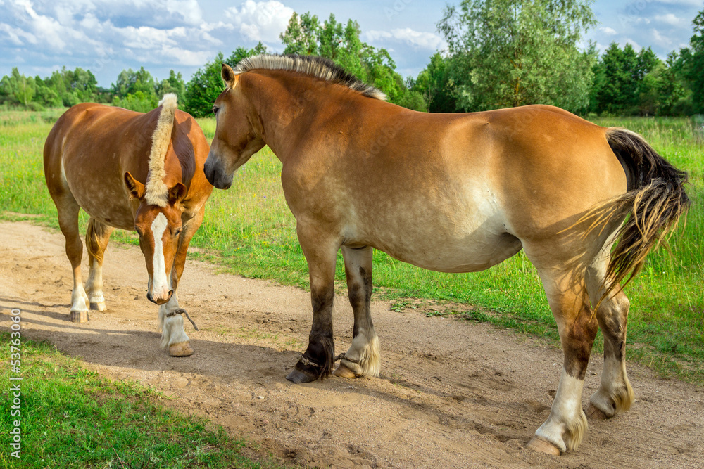 Obraz premium Horses on a green grass