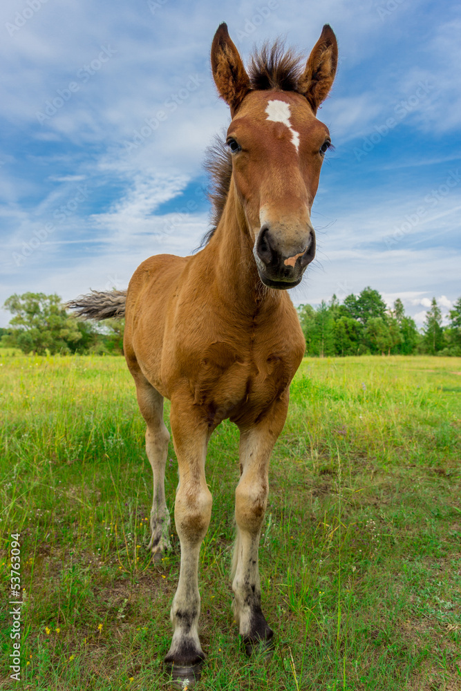 Obraz premium Horse on a green grass