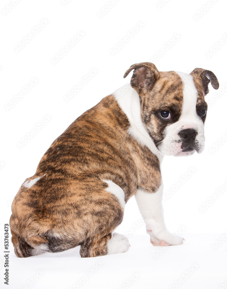 englische Bulldogge von hinten englische Bulldogge von hinten