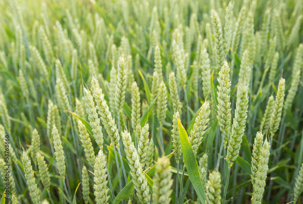 Details of ripening wheat on the field Details of ripening wheat on the field