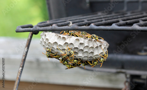 Beehive of YellowJackets on a Grill
