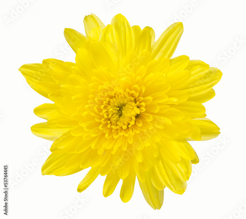 Fototapeta Naklejka Na Ścianę i Meble -  Yellow  gerbera Isolated