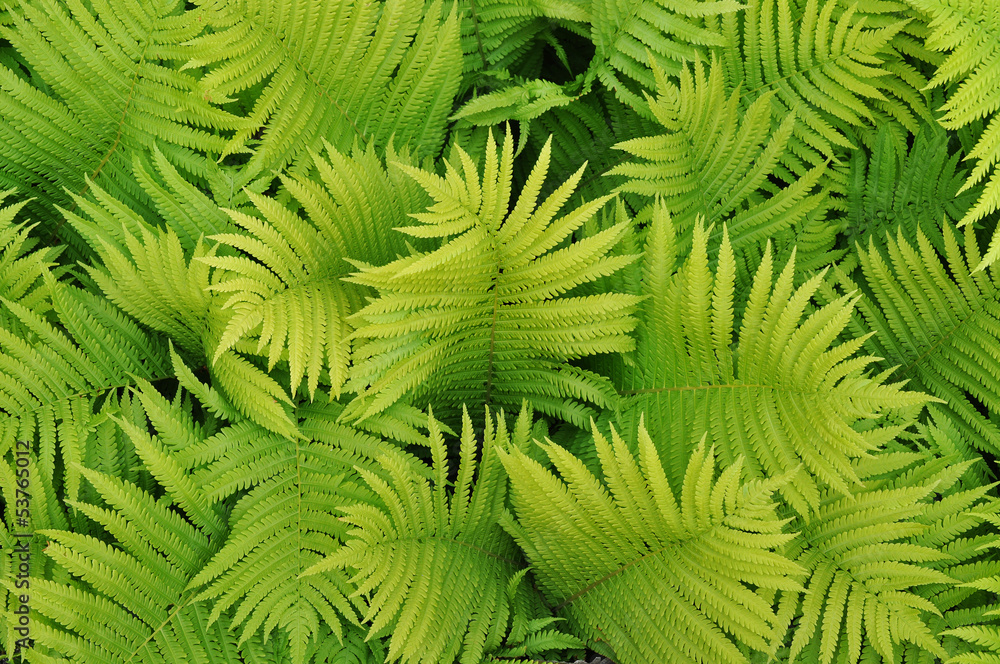 Green nature background Green nature background