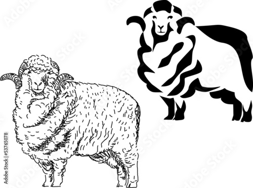 merino sheep photo