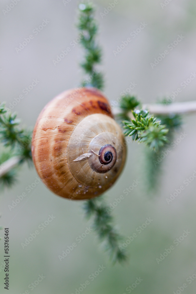 nahaufnahme macro kleine schnecke auf grünem blatt nahaufnahme macro kleine schnecke auf grünem blatt