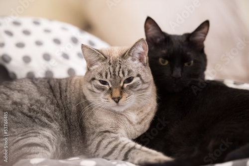 Two cute domestic short hair cats snuggle with one another © Milles Studio