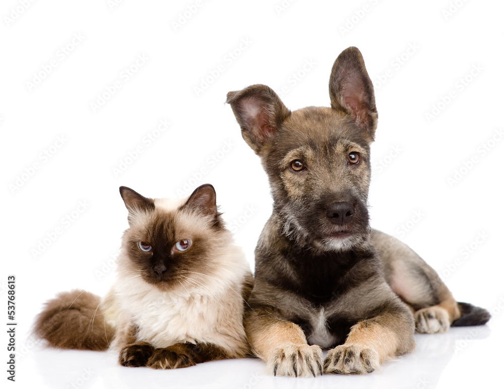 Obraz premium puppy and siamese cat together. isolated on white background