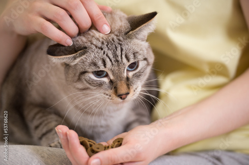 Unrecognizable woman feeding her tabby cat at home