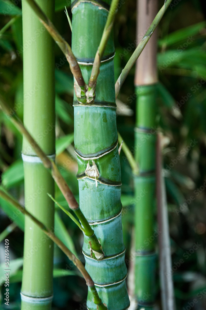 Fototapeta premium Bambous