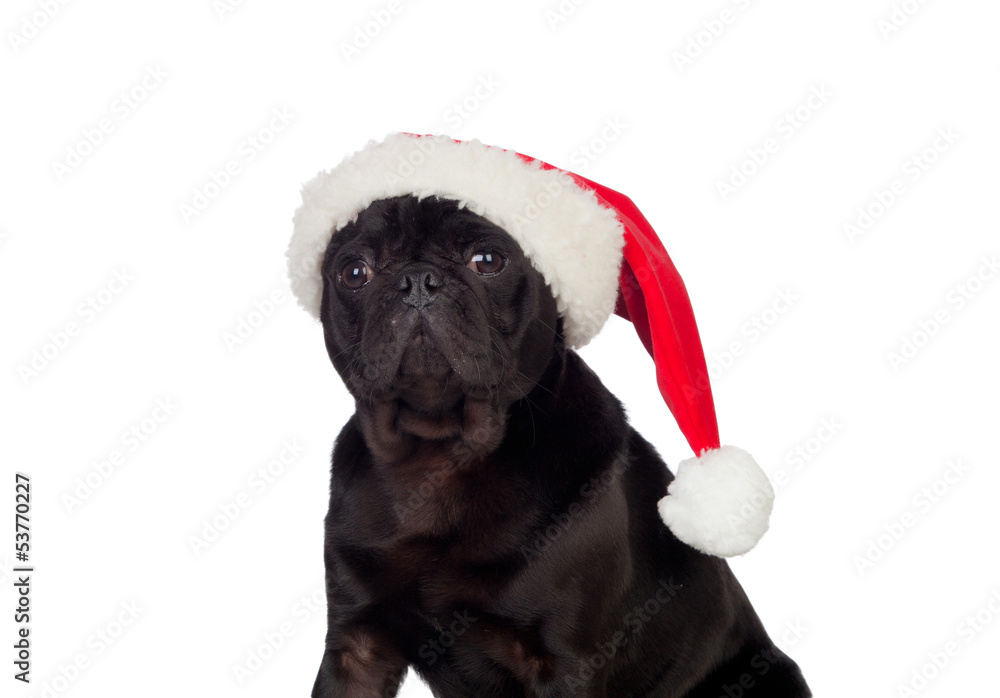 Nice pug carlino dog with Christmas hat Nice pug carlino dog with Christmas hat