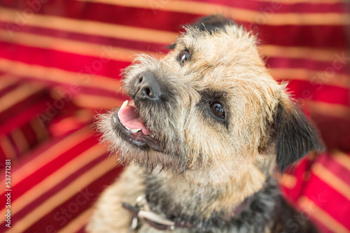 Photography Border Terrier