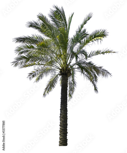 Green palm tree isolated on white