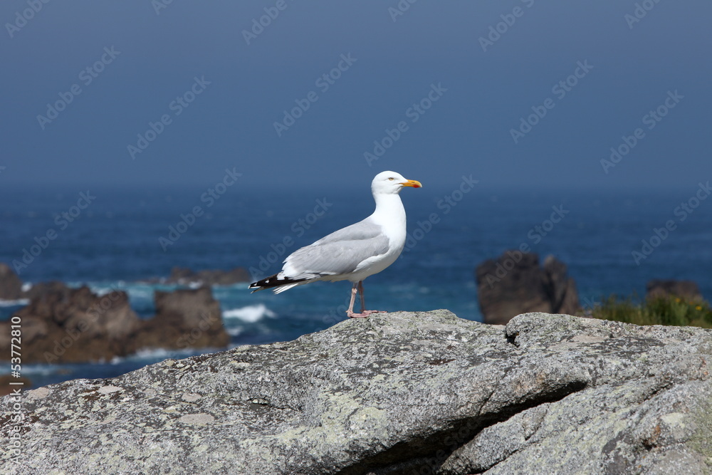 Naklejka premium Mouette sur l'île d'Ouessant
