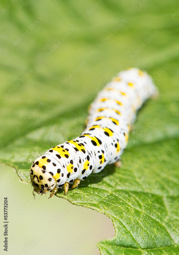 Fototapeta premium Mullein moth caterpillar