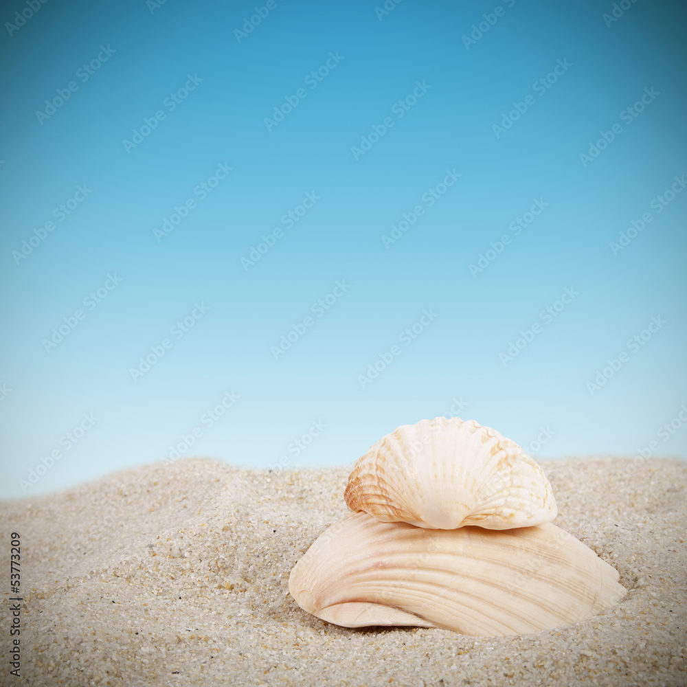 conchas en la arena de la playa conchas en la arena de la playa