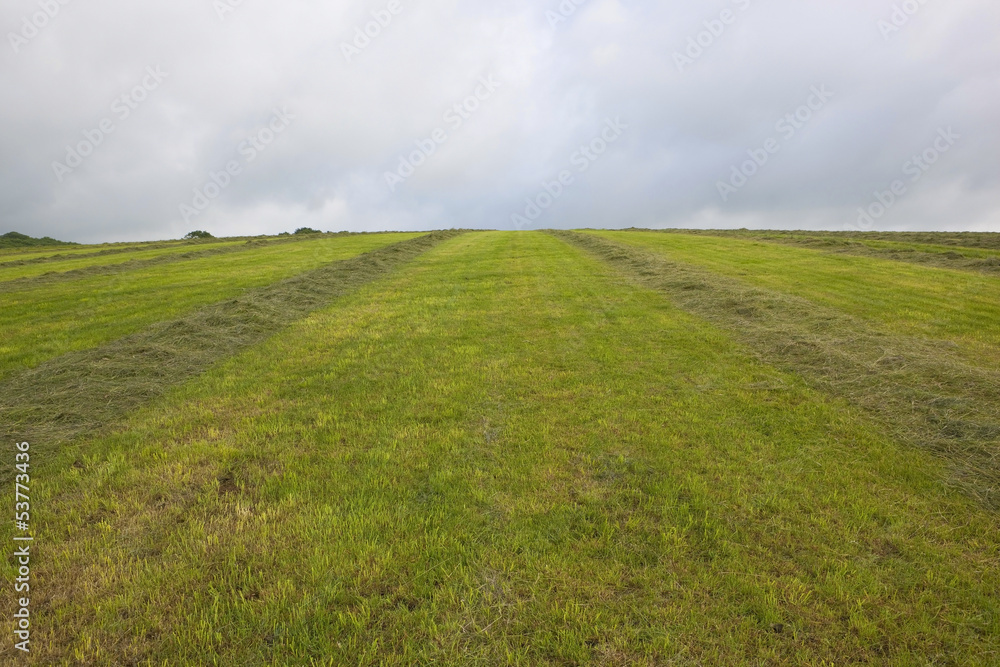 hay meadow background hay meadow background