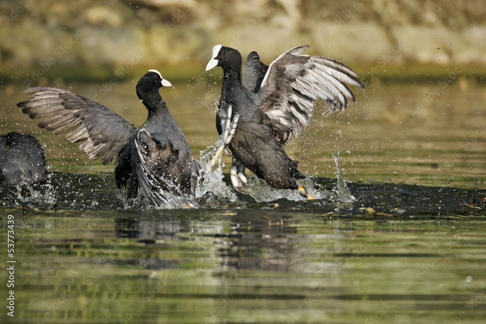 Fototapeta premium Coot, Fulica atra