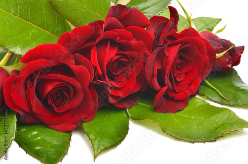 Red roses with green leaves