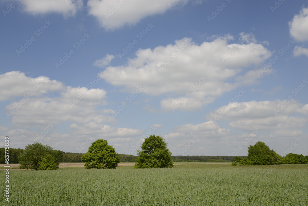 Bäume auf einem Feld