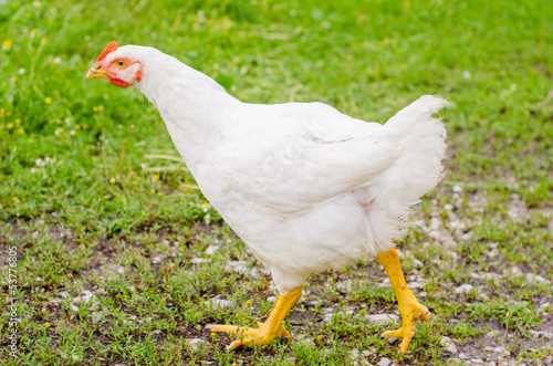 White chicken