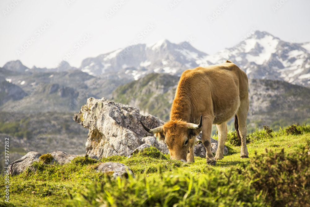 Cow grazing in the lakes of Covadonga, Asturias, Spain