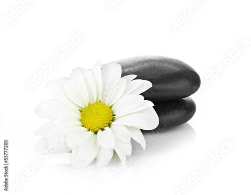 zen basalt stones and daisy isolated on white