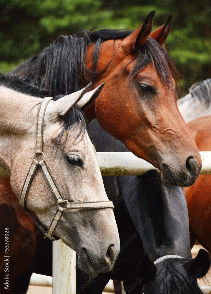 Obraz premium Horses near the stable