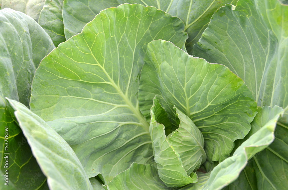 Fresh and ripe green collard growing in the garden Fresh and ripe green collard growing in the garden