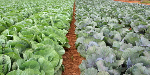 Canvas Print Field of fresh and ripe multicolored collard