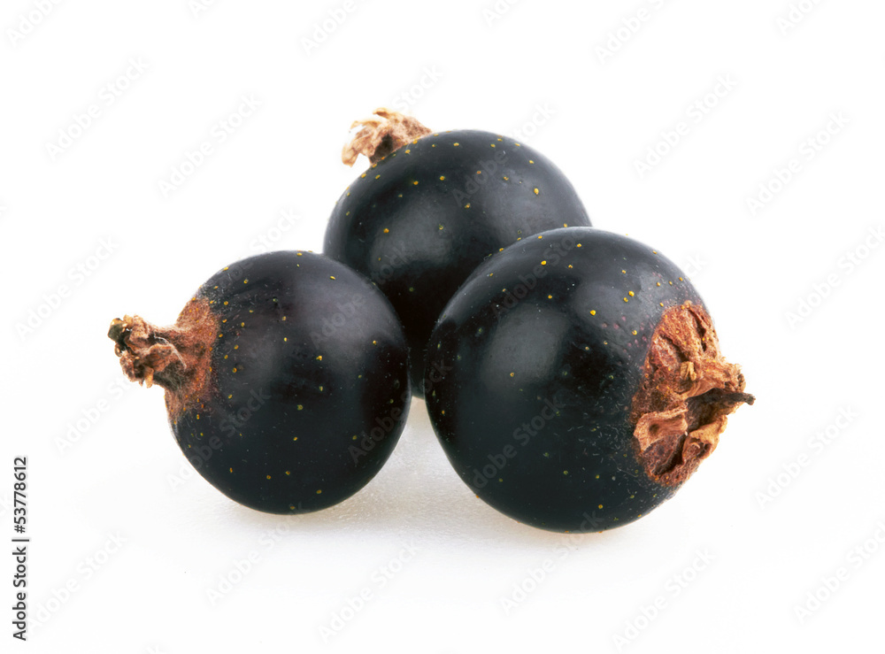 Berry of blackcurrant Berry of blackcurrant