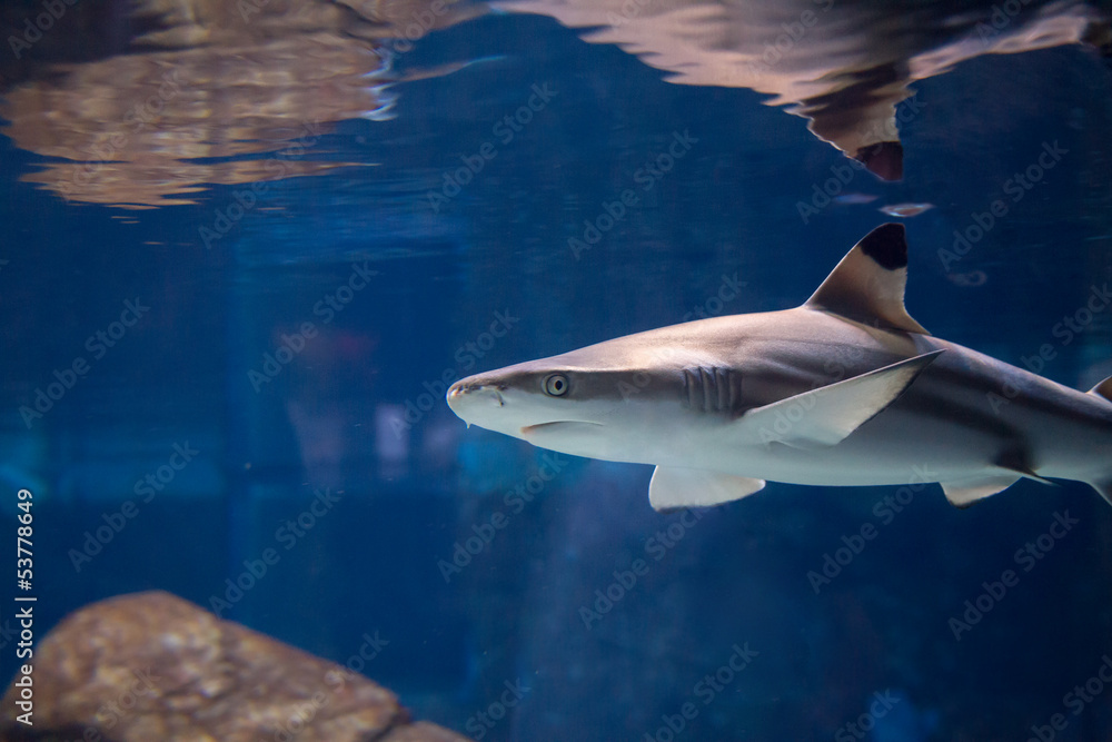 Fototapeta premium Shark looking for a meal