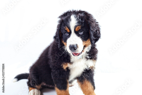 Puppy bernese mountain dog