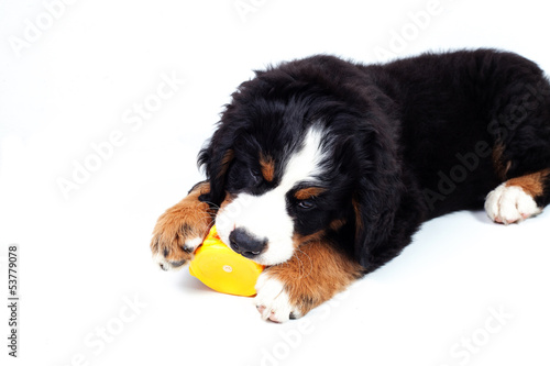 Puppy bernese mountain dog