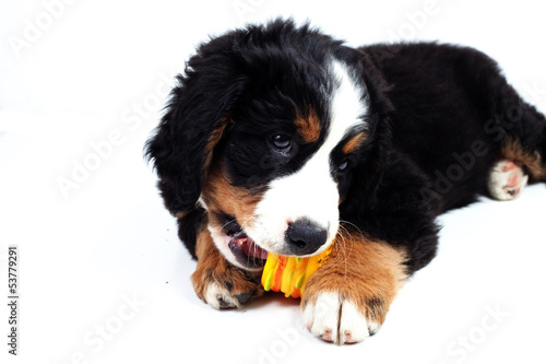 Puppy bernese mountain dog