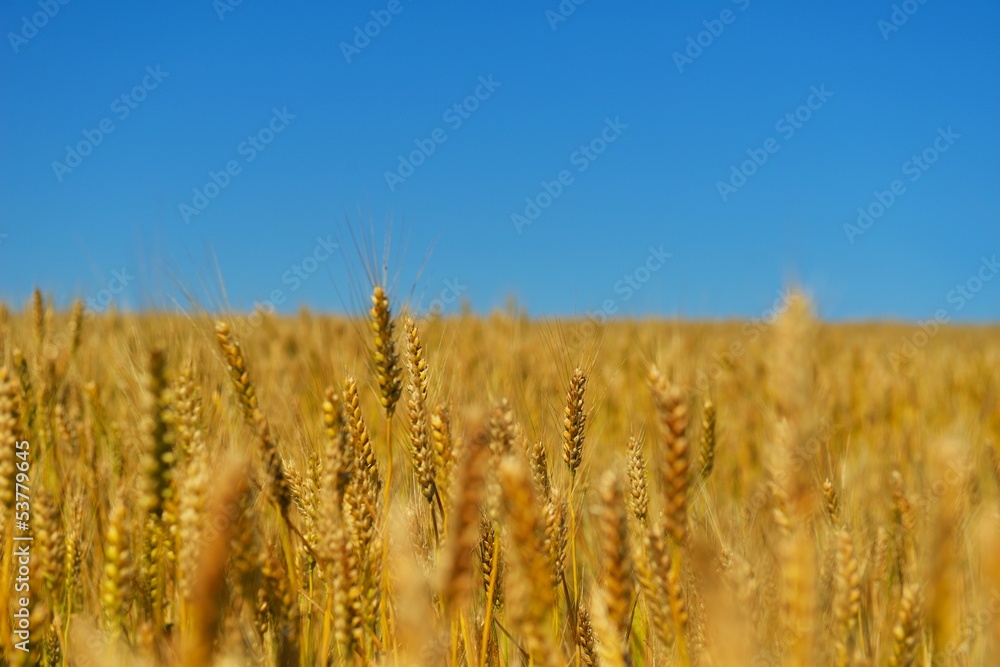 Naklejka premium wheat field with blue sky in background