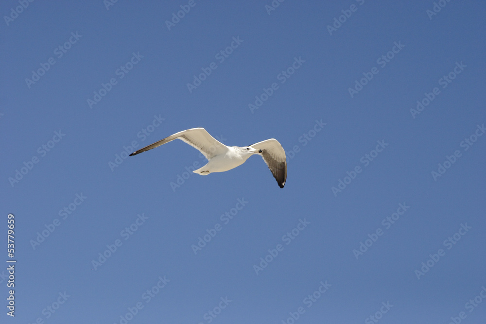 Obraz premium Seagull flying