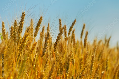 wheat field with blue sky in background