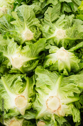 Freshly harvested heads of romaine lettuce