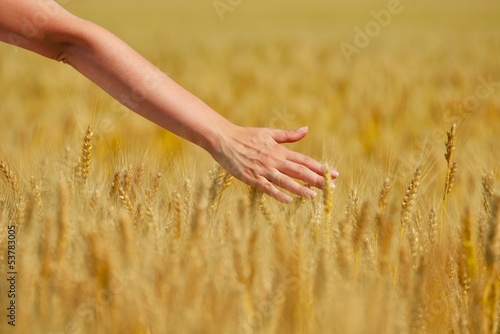 hand in wheat field