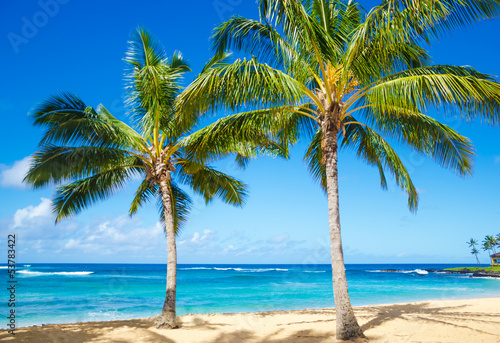 Palm trees on the sandy beach in Hawaii