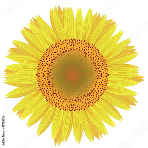 Fototapeta Naklejka Na Ścianę i Meble -  sunflower vector