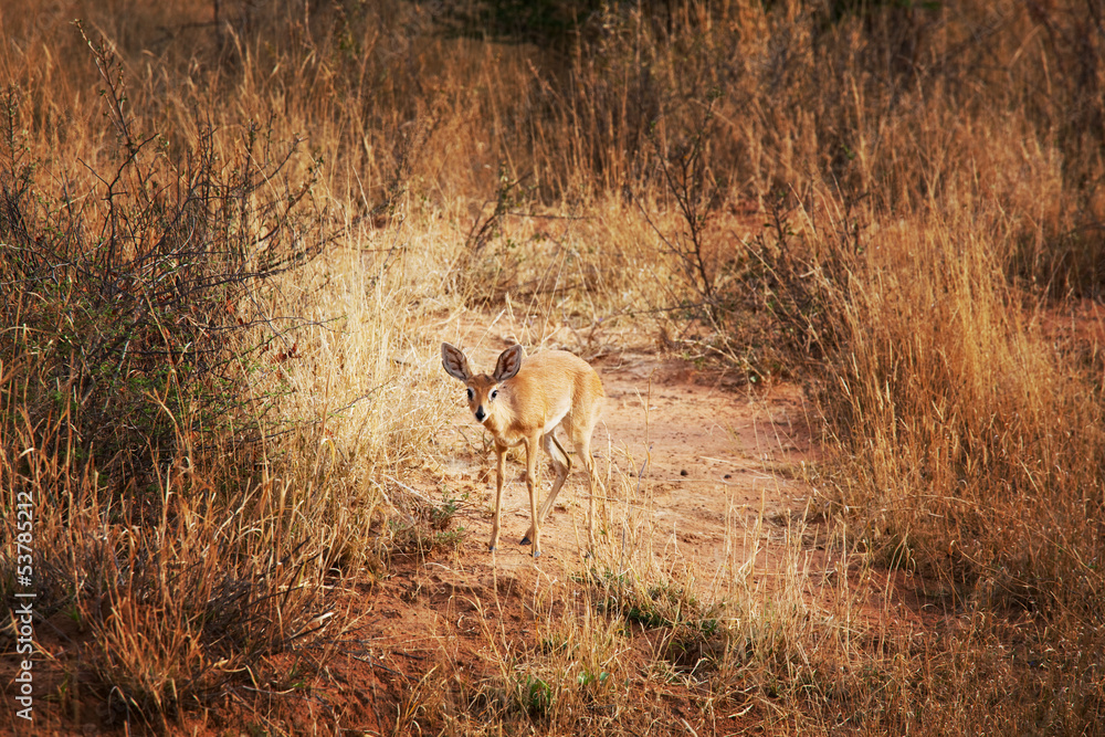 Naklejka premium Antelope