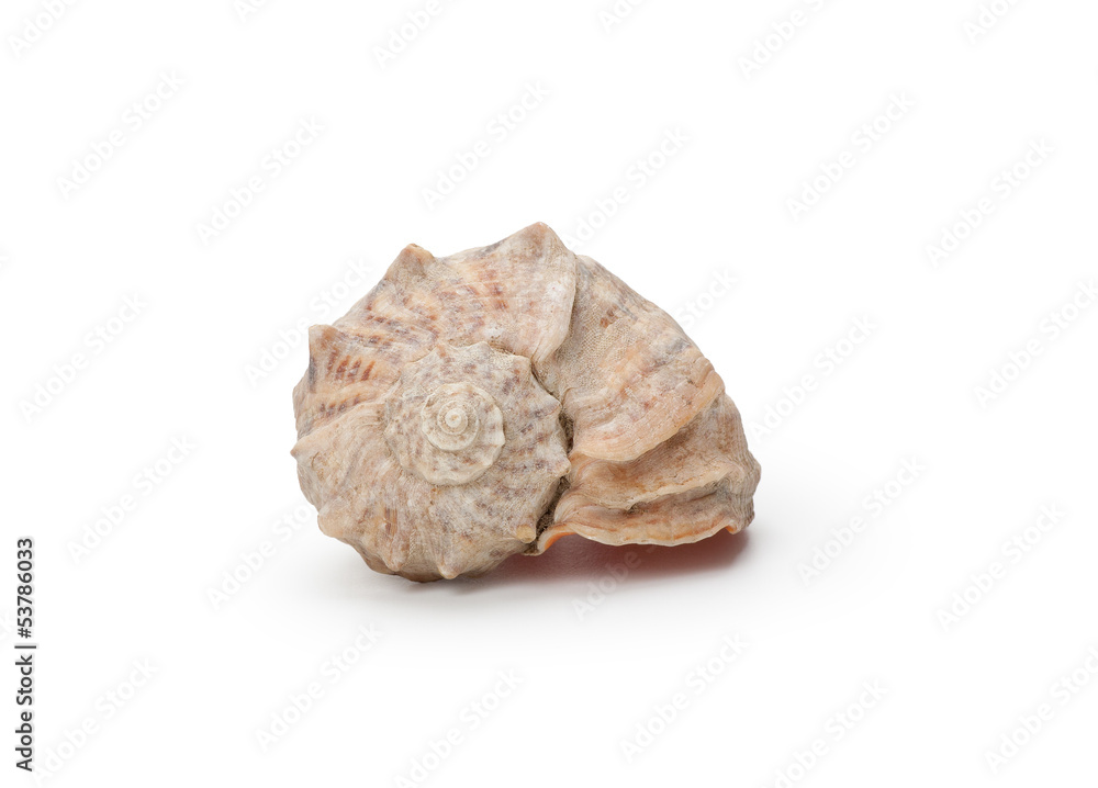 Sea shell, isolated on white background Sea shell, isolated on white background
