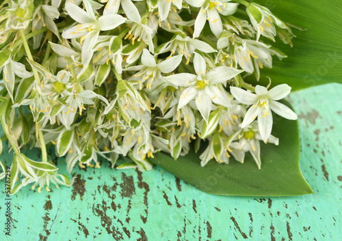 Beautiful mountain daffodils in color vase,