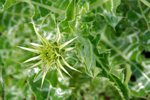 Milk thistle flower bud