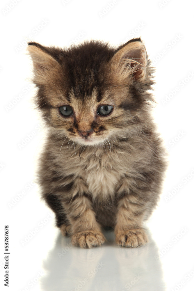 Obraz premium Small kitten isolated on white