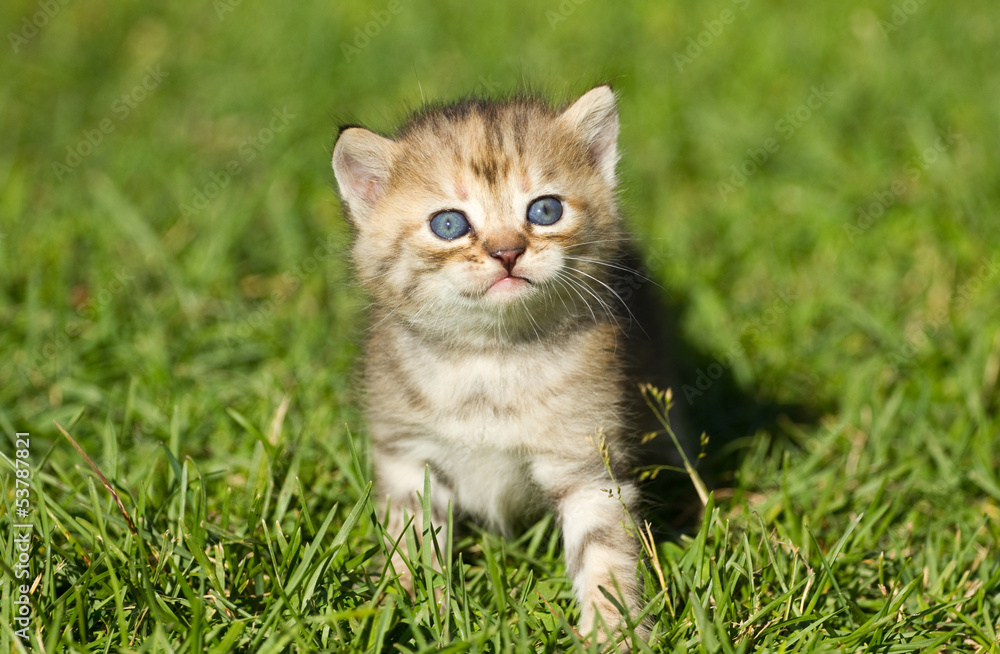 Kitten on the  grass